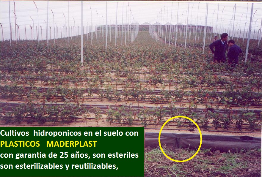 hidroponía manual cultivos hidropónicos flores hidropónicas cultivo tecnificado flor de corte bajo invernadero cultivos hidropónico tecnificado plásticos maderplast bandejas camas recipiente 03 hidroponía manual cultivos hidropónicos flores hidropónicas cultivo tecnificado flor de corte bajo invernadero cultivos hidropónico tecnificado plásticos maderplast bandejas camas recipiente 03 hidroponía manual cultivos hidropónicos flores hidropónicas cultivo tecnificado flor de corte bajo invernadero cultivos hidropónico tecnificado plásticos maderplast bandejas camas recipiente 03